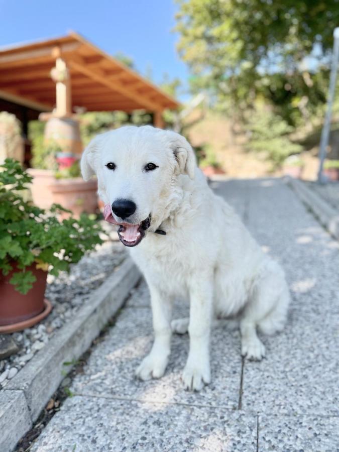 La Tana Del Picchio Villa Neviano degli Arduini Luaran gambar